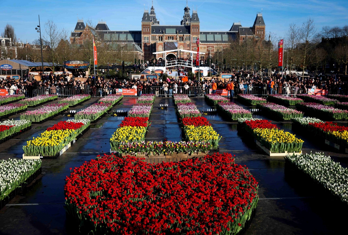 Quảng trường Bảo tàng ở thủ đô Amsterdam rực rỡ với 200.000 bông tulip đủ sắc màu trong Ngày hoa Tulip quốc gia lần thứ 13. (Ảnh: Reuters)