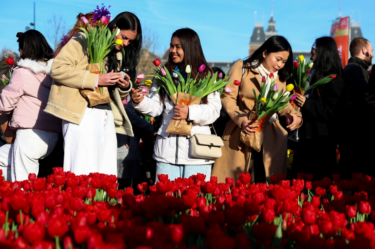 Hàng vạn du khách và người dân địa phương đổ về trung tâm Amsterdam để chiêm ngưỡng không gian hoa tulip giữa mùa đông. (Ảnh: Reuters)