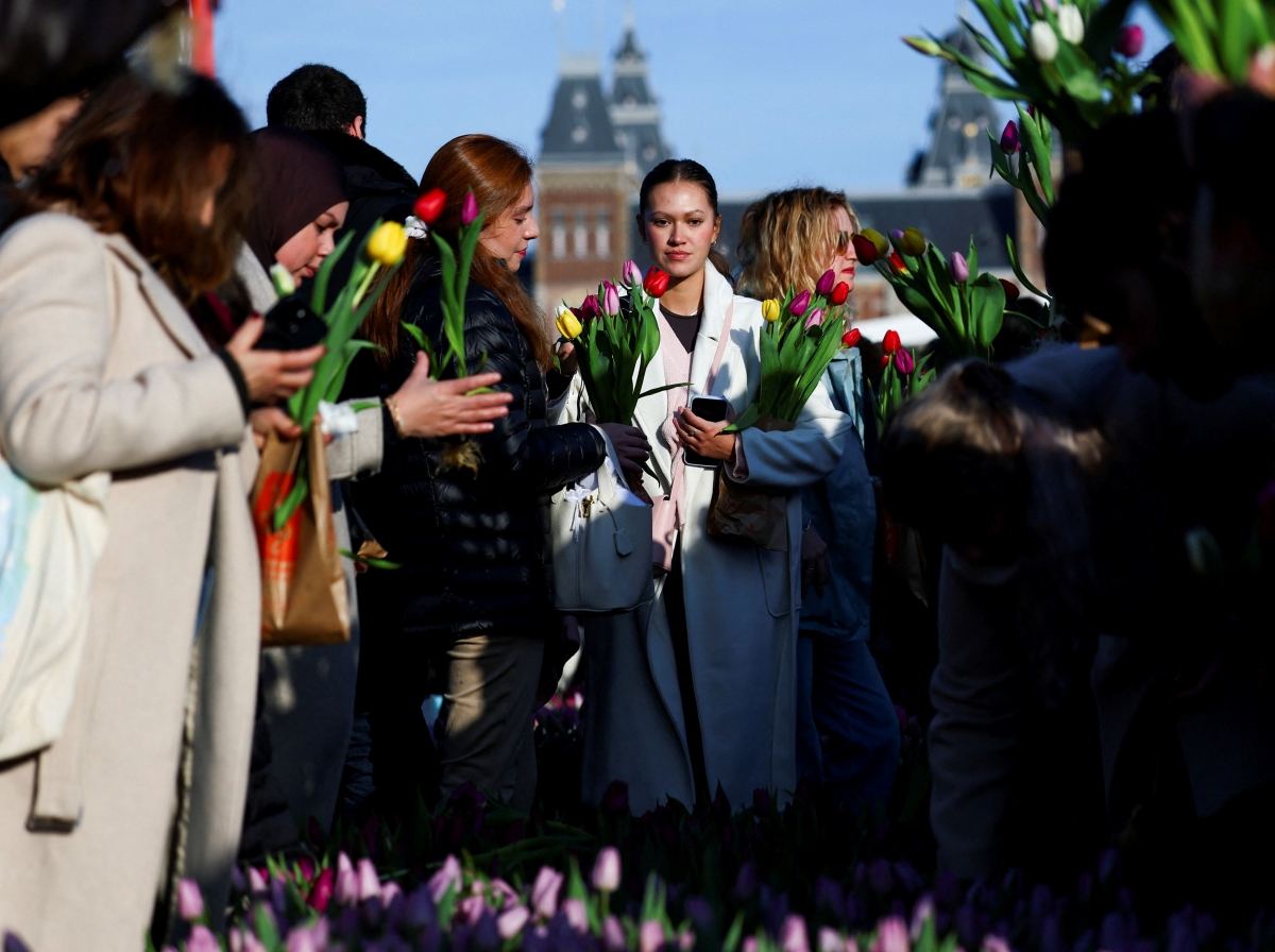 Ngày hoa Tulip quốc gia mở màn cho mùa hoa tulip tại Hà Lan, quốc gia sản xuất hoa tulip cắt cành lớn nhất thế giới. (Ảnh: Reuters)