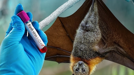 Virus Nipah chưa có vaccine, thuốc điều trị đặc hiệu, nguy cơ di chứng lâu dài. (Ảnh minh họa)
