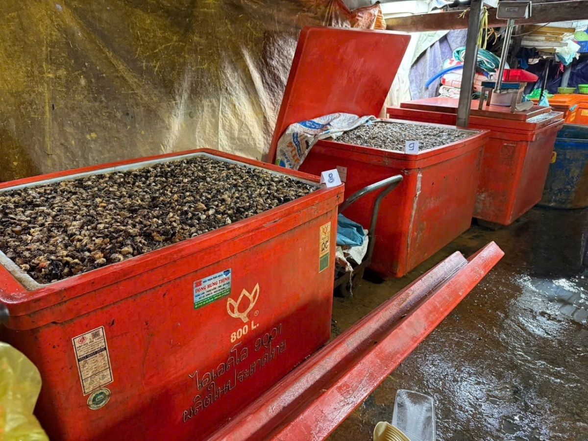 Một khối lượng lớn thịt ốc bị ngâm hóa chất