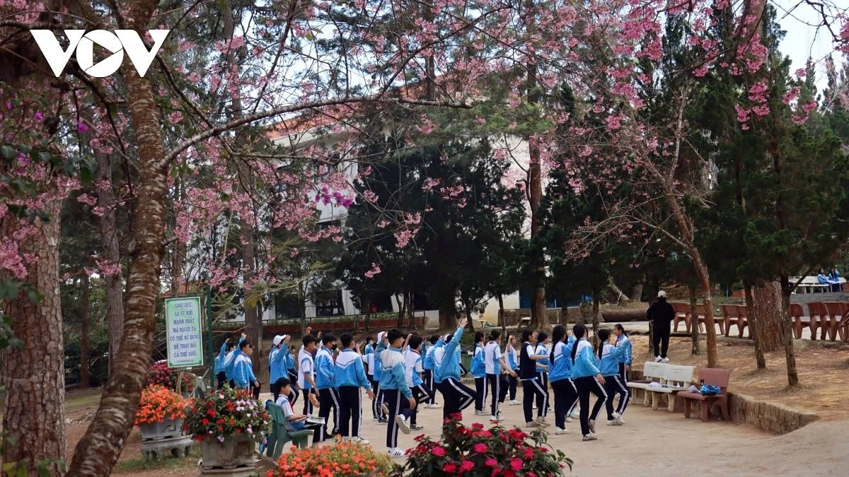Students exercise under blooming cherry blossoms on a school campus in Da Lat, capturing everyday life amid the mountain city’s spring colours.
