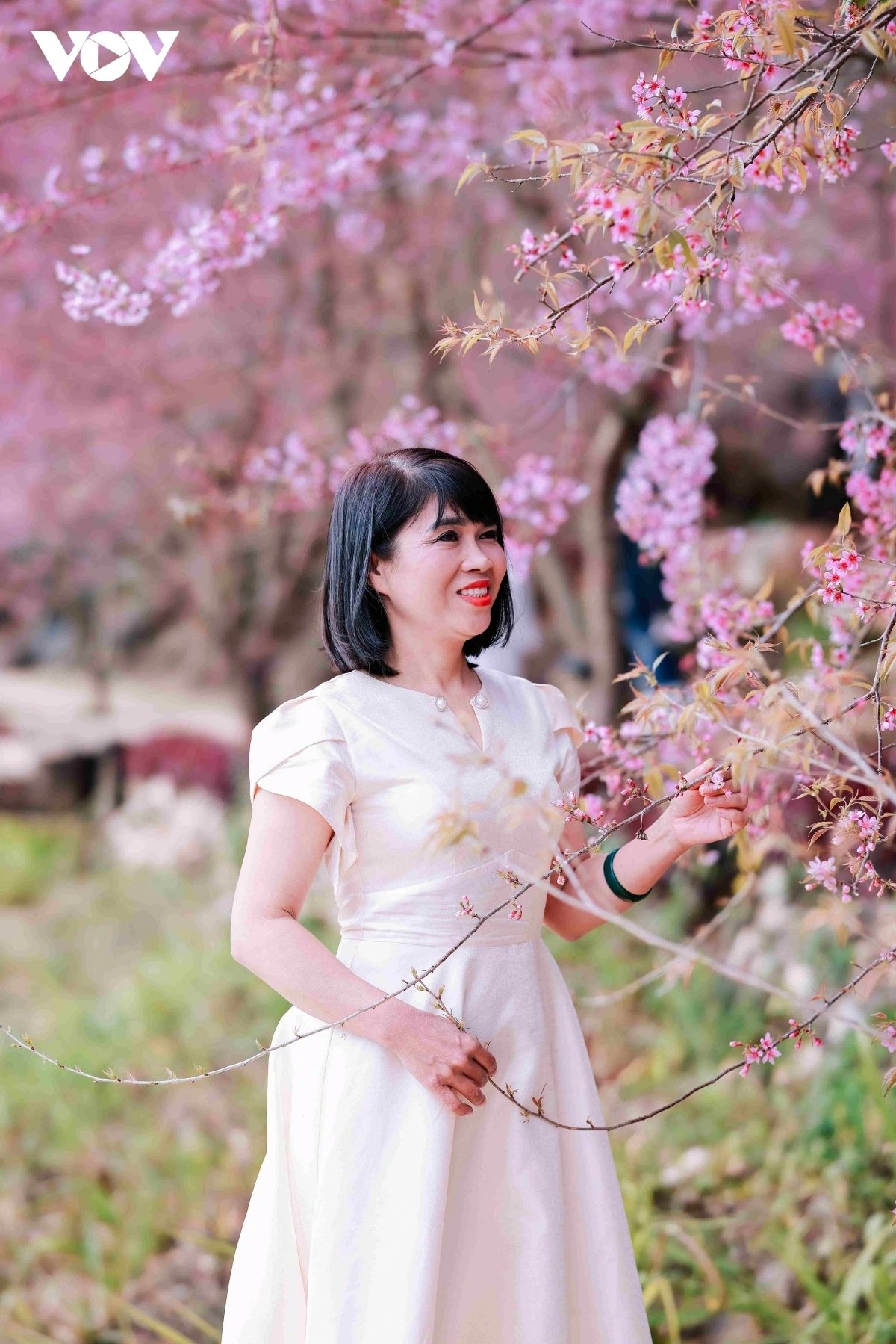 Corners overflowing with cherry blossoms have become favourite photo stops for visitors.