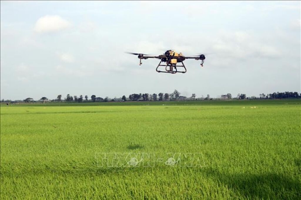 Máy bay không người lái phun thuốc bảo vệ thực vật, tại các cánh đồng khu vực ĐBSCL. (Ảnh: Tuấn Phi/TTXVN)