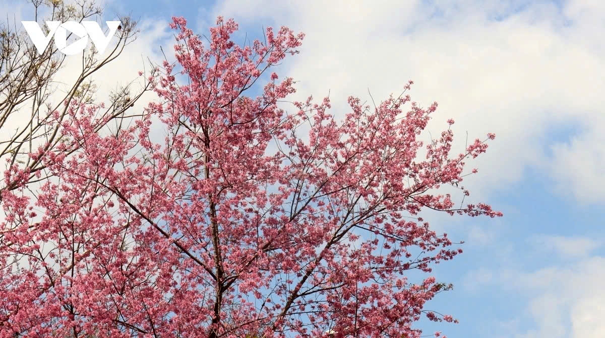 Cherry blossoms stretch their branches and bloom under clear spring skies, highlighting the pure beauty of Da Lat’s iconic flower.