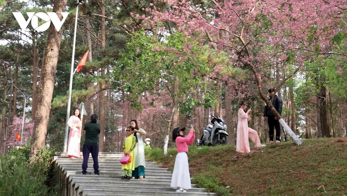 Beyond enhancing the cityscape, cherry blossoms link people with Da Lat’s everyday life, from Xuan Huong Lake and streets to residential areas. The pink blooms add to the city’s distinctive charm in spring.