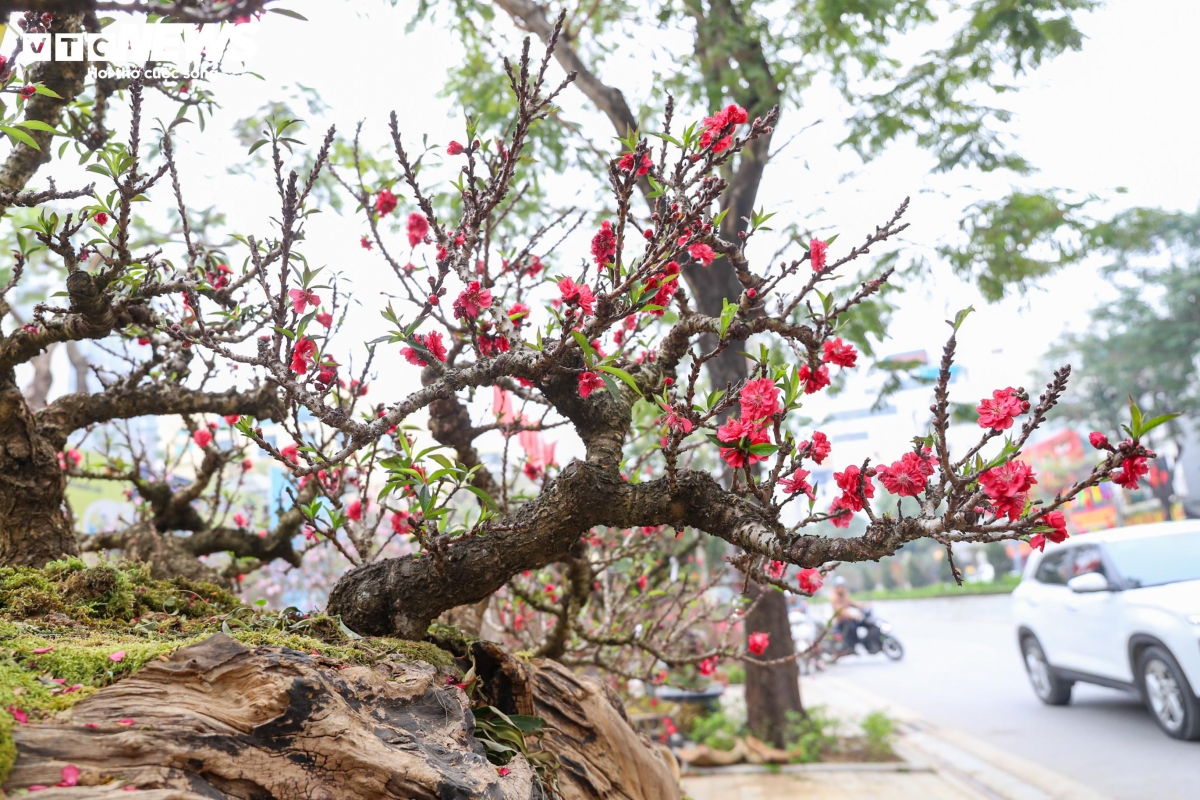 Theo tìm hiểu, các gốc đào này hiện được bán hoặc cho thuê với mức giá dao động từ 10 - 50 triệu đồng, tùy kích thước và thế cây.
