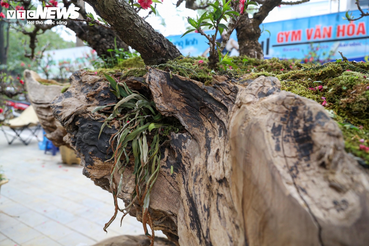 Điểm đặc biệt của cặp đào không chỉ nằm ở giống quý hiếm mà còn ở hai khối gỗ hoàng đàn Lạng Sơn có tạo hình đẹp mắt, tỏa mùi hương thơm nhẹ đặc trưng. Mỗi thân gỗ hoàng đàn được ghép từ 3 - 4 gốc đào thất thốn với nhiều dáng thế khác nhau, tạo nên tổng thể độc lạ.