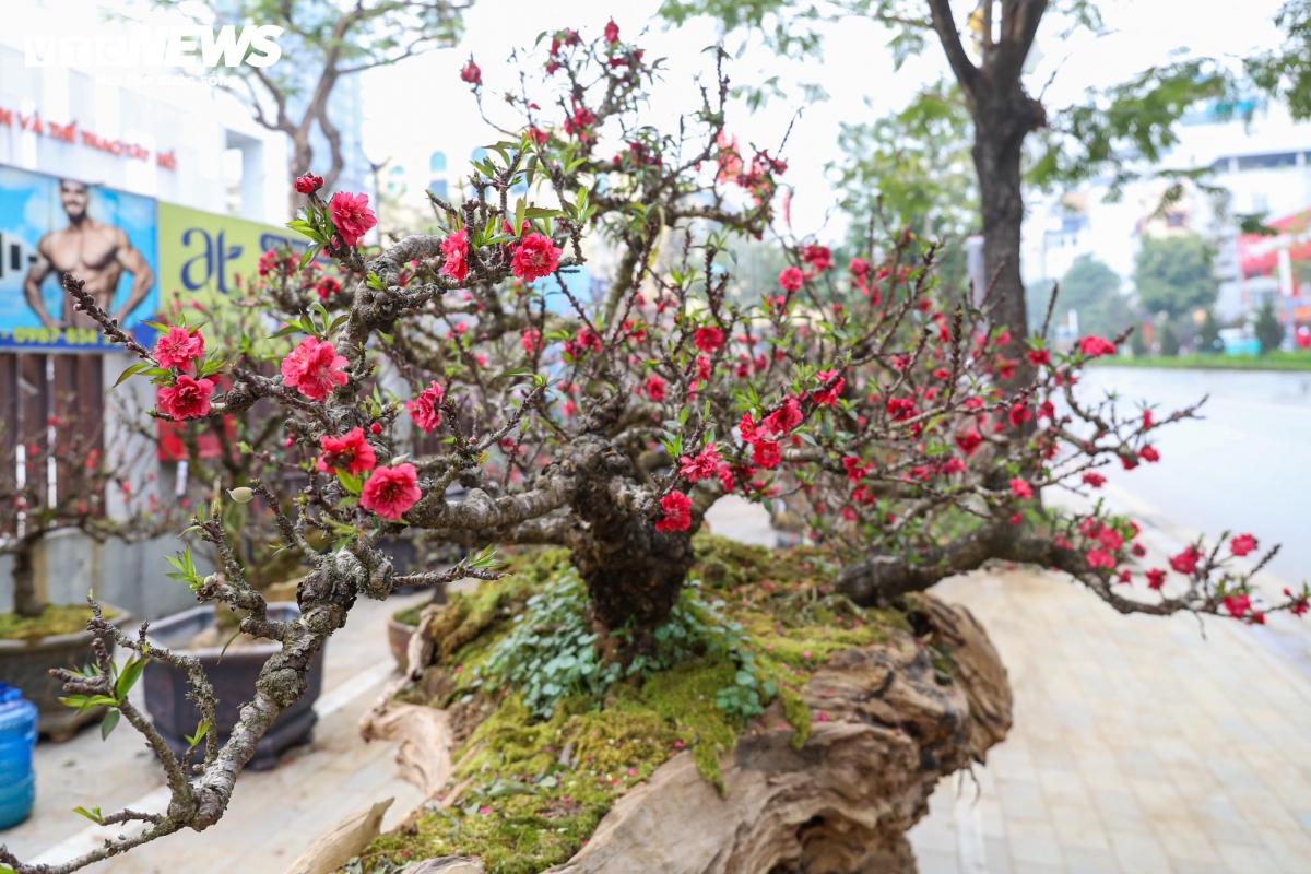 Anh Hoàn Văn Khàn - chủ gian hàng - cho biết toàn bộ số đào thất thốn này được anh mang từ Mộc Châu (Sơn La) về Hà Nội bày bán dịp cận Tết 2026.