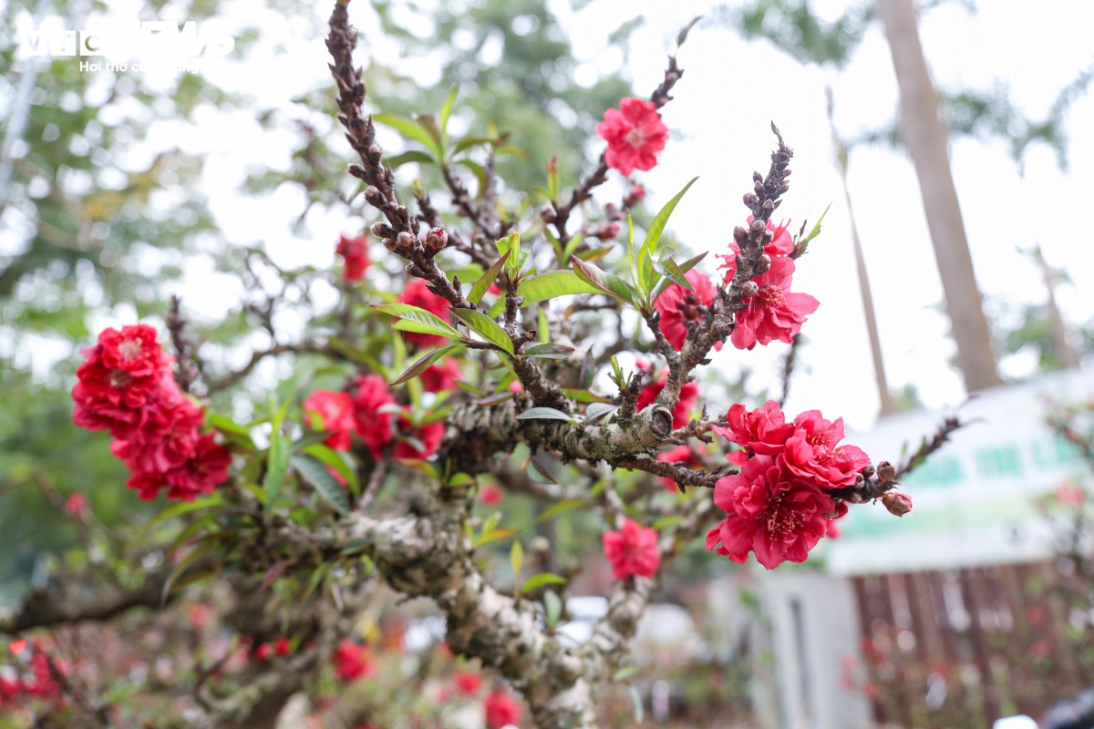 Đào thất thốn (còn gọi đào tiến vua) là giống đào quý hiếm, đắt đỏ và kén người chơi. Trên thị trường, những chậu đào thất thốn có dáng thế lạ thường được chào bán với giá lên tới vài chục triệu đồng.