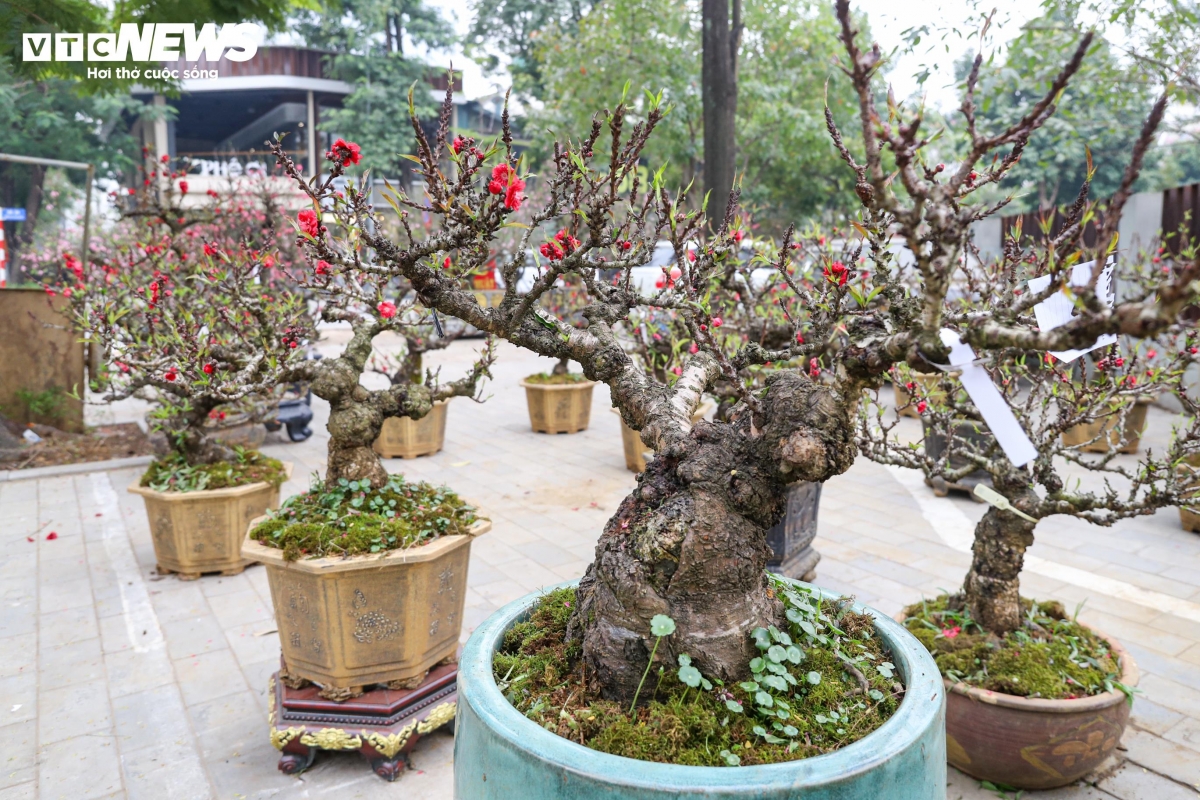 Ngoài cặp đào giá gần 1 tỷ đồng, gian hàng này còn trưng bày hàng chục gốc đào thất thốn với nhiều dáng thế khác nhau.