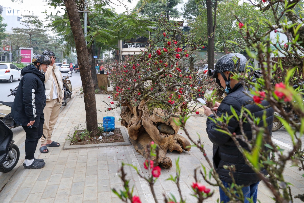 Cặp đào thất thốn độc đáo này đã thu hút nhiều người đi đường dừng lại chiêm ngưỡng.