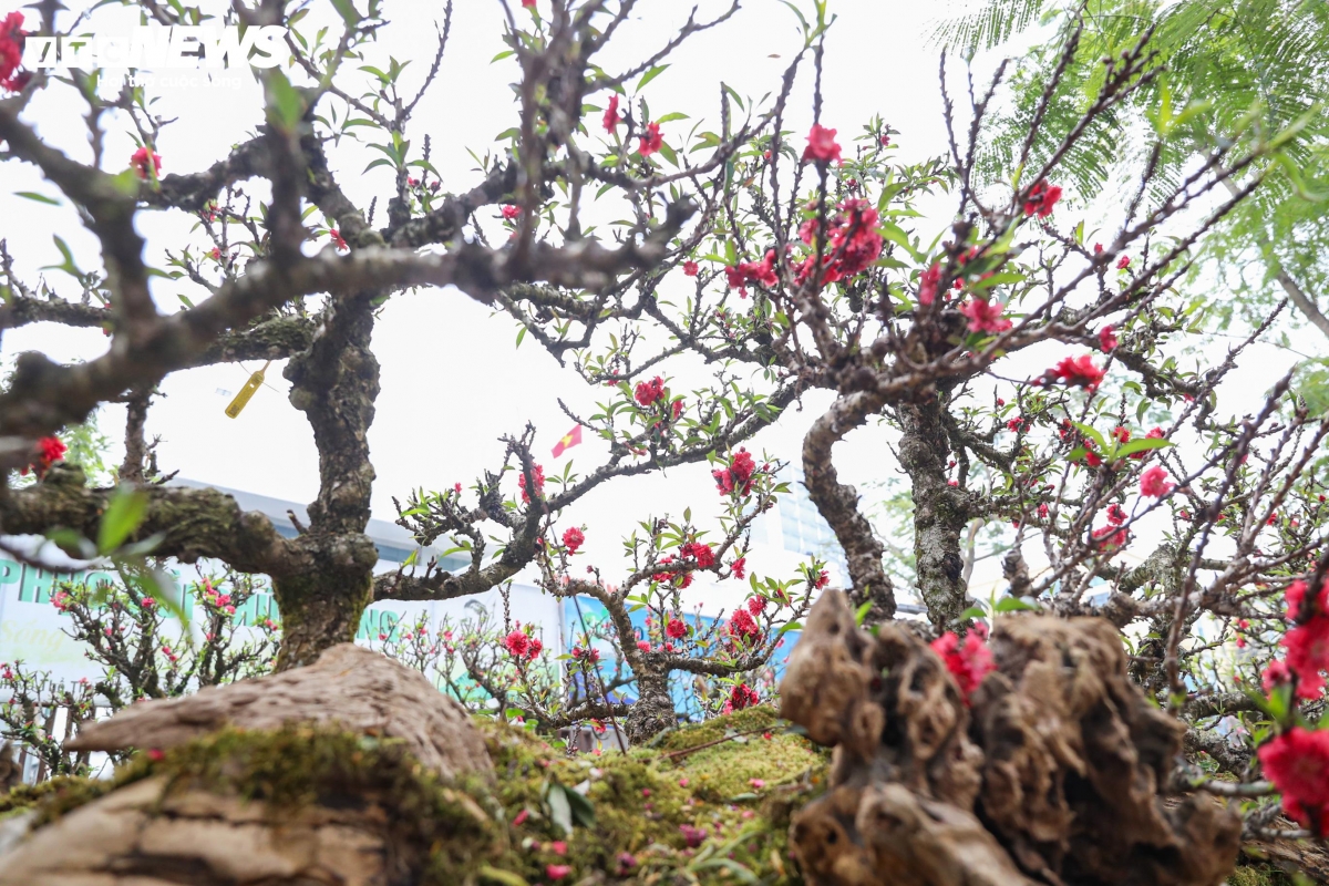 Những cây đào thất thốn không chỉ mang giá trị thẩm mỹ mà còn thể hiện sức sống bền bỉ của giống đào quý.