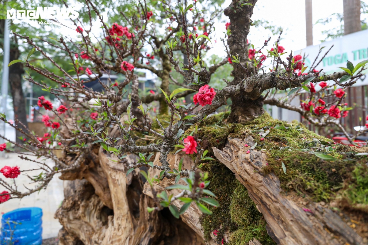 Tiết lộ về mức giá, anh Khàn cho biết hiện mỗi cây được cho thuê với giá khoảng 200 triệu đồng, còn nếu bán đứt là 400 triệu đồng. “Nhiều người tỏ ra thích thú trước độ ‘khủng’ của cặp đào này, thậm chí có người trả 180 triệu đồng để thuê một cây nhưng tôi vẫn chưa đồng ý”, anh Khàn chia sẻ.