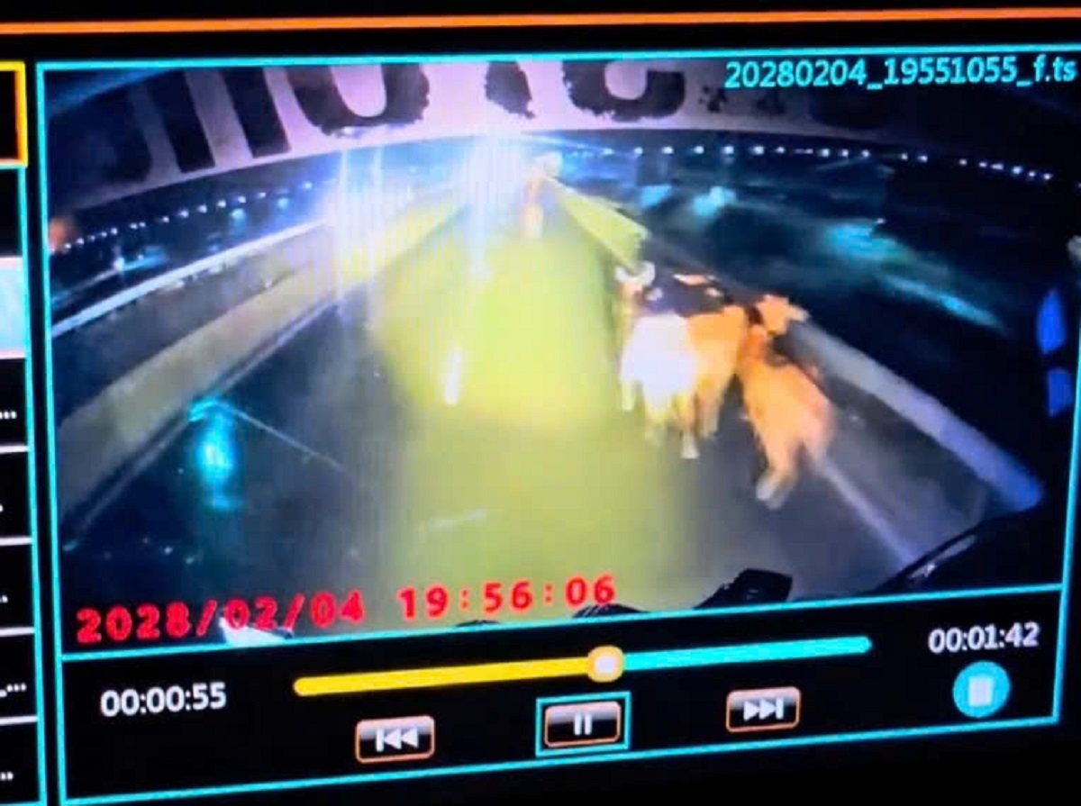 Hình ảnh đàn bò chạy tán loạn trên cao tốc sau khi xe tải chở đàn bò bị sự cố 