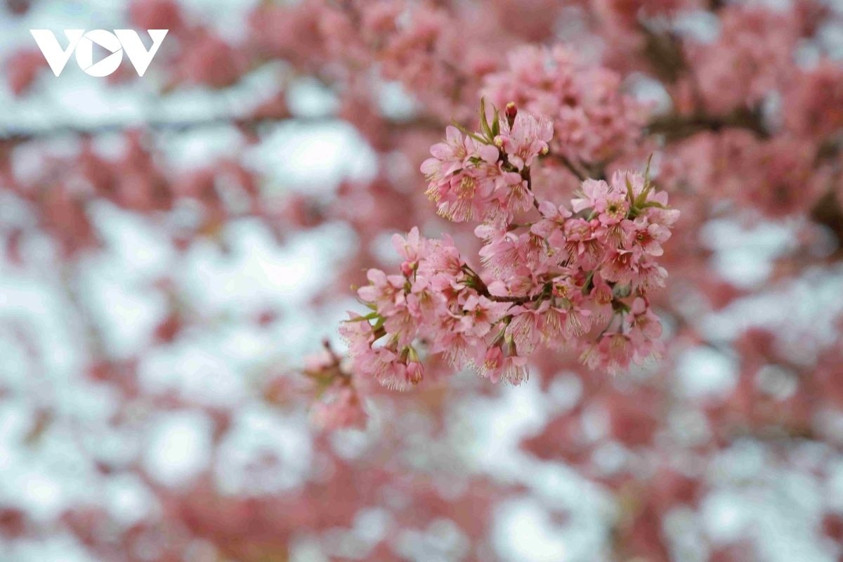 Clusters of cherry blossoms are in full bloom, creating a picturesque and captivating landscape.