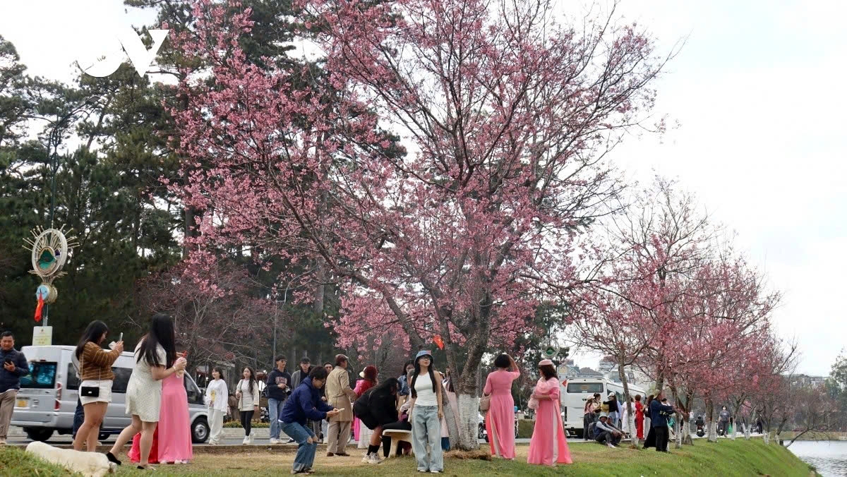 Visitors in colorful outfits pose for photos beneath cherry blossoms, adding to the lively early-spring atmosphere.