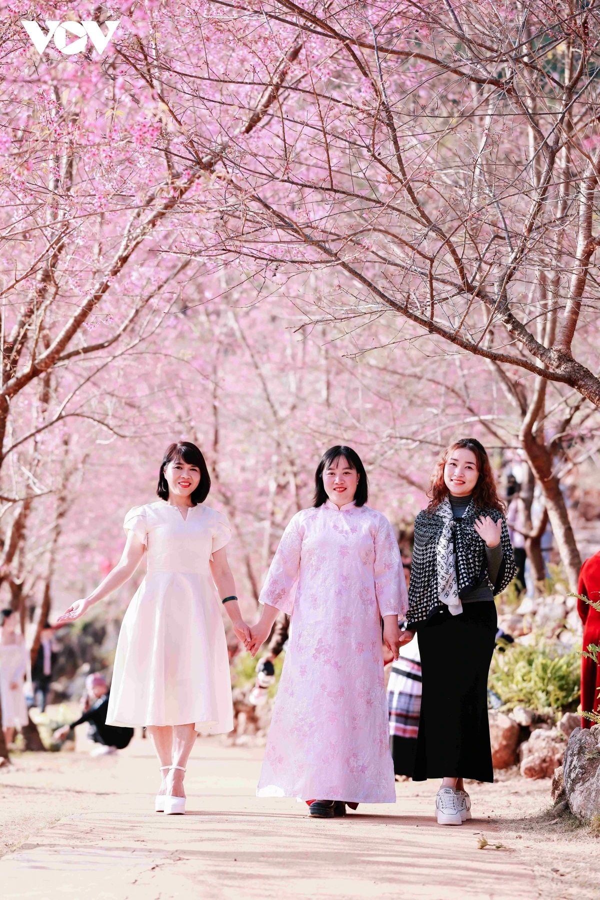 Visitors delight in strolling beneath cherry trees at their most beautiful time of the year.