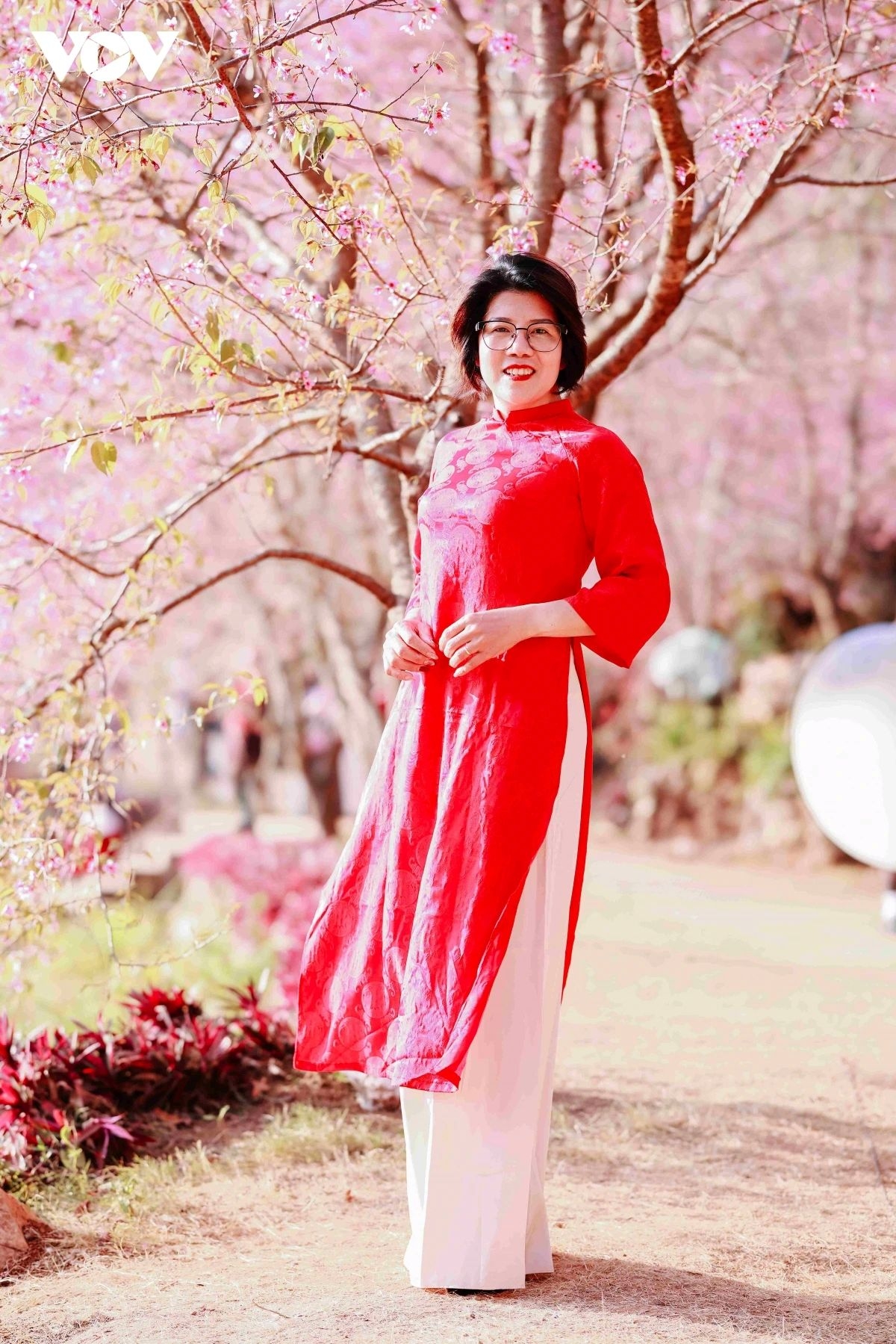 Cherry blossoms blend with the spring sunshine, adding a gentle and romantic beauty to the Moc Chau National Tourist Area.