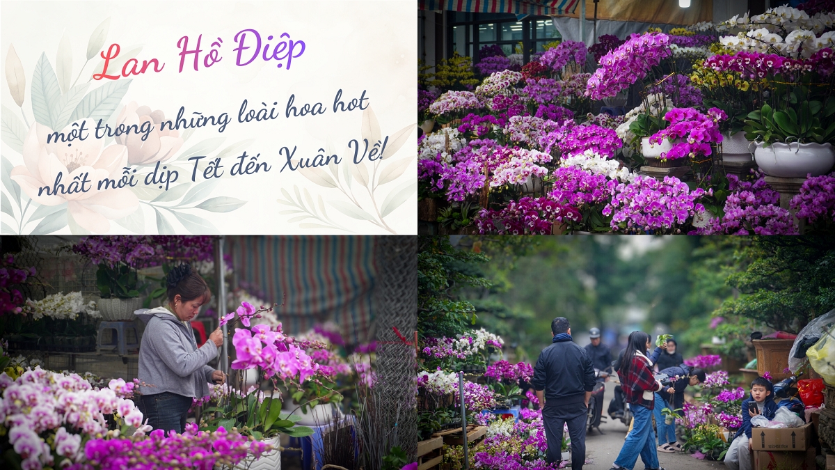 Lan Hồ Điệp tượng trưng cho sự thịnh vượng, sung túc, tài lộc và may mắn, mang lại không gian sang trọng cho ngày xuân