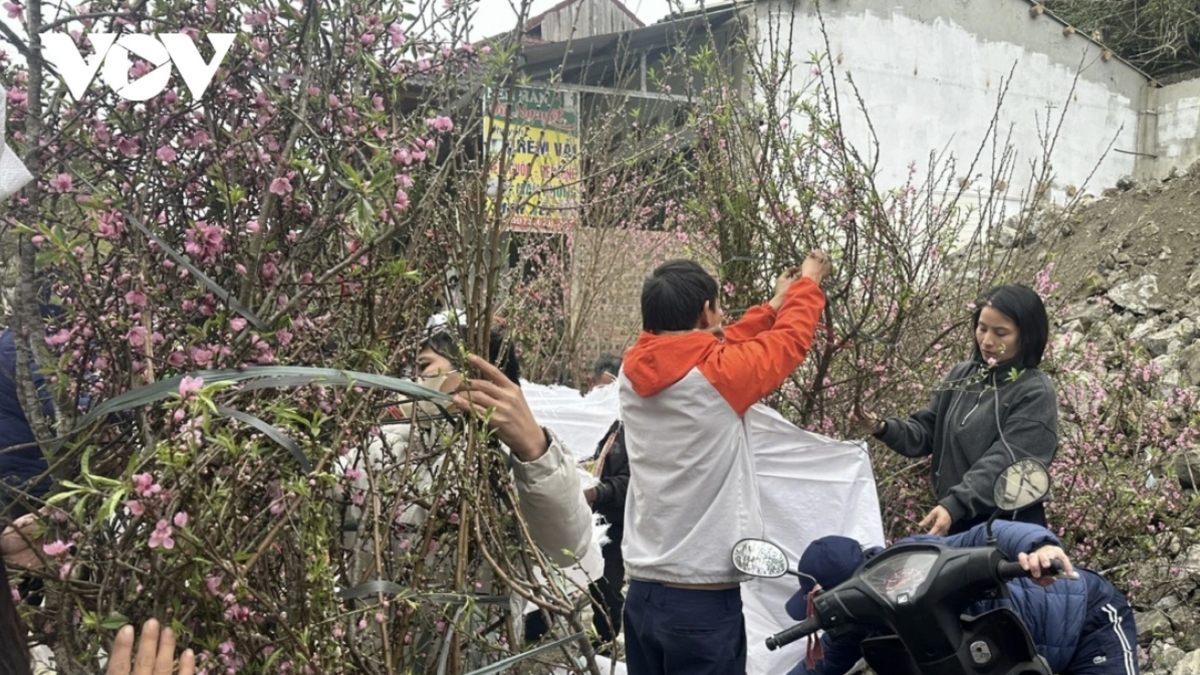 The delicate branches are carefully handled and cherished.