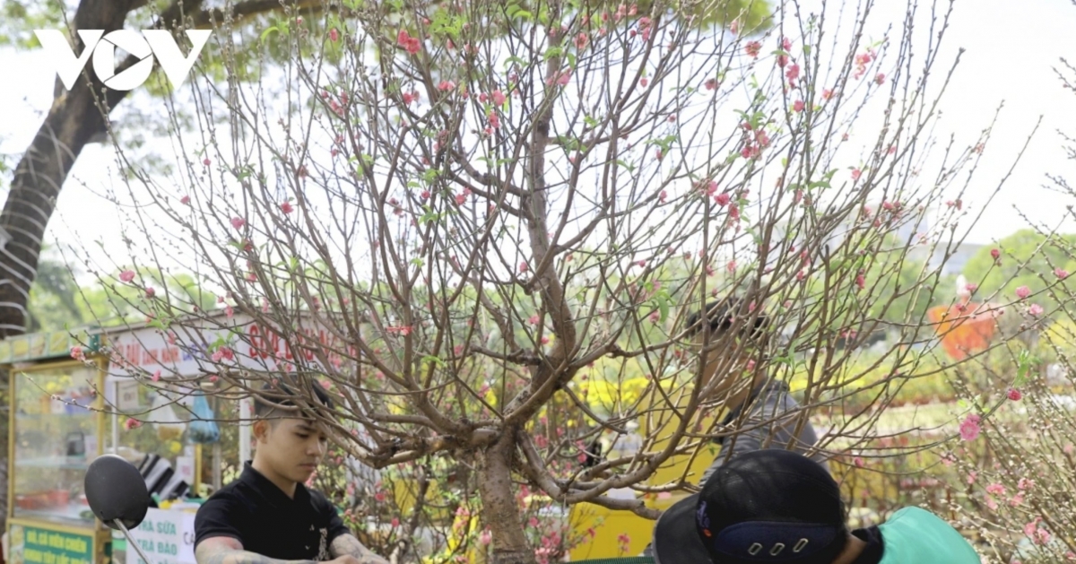 The Binh Ngo 2026 Lunar New Year flower market in Dak Lak is concentrated primarily at March 10 Square in Buon Ma Thuot Ward.