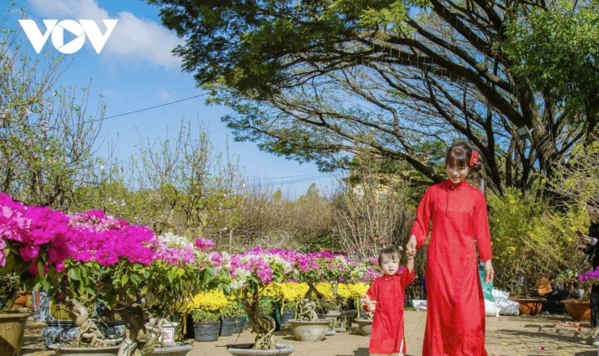 The Binh Ngo 2026 Lunar New Year flower market adds spring colour to Buon Ma Thuot, serving shopping needs while helping create a festive atmosphere and drawing visitors to the urban centre of Vietnam’s Central Highlands.