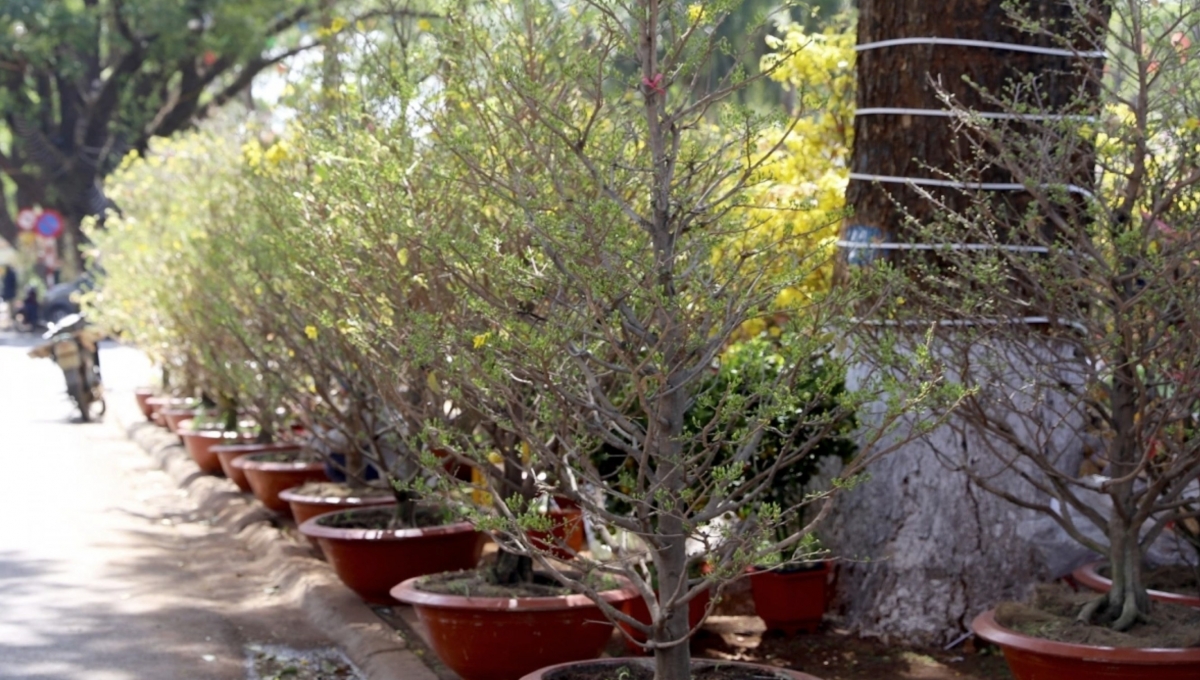 Flower and ornamental plant stalls stretch along the designated area of the flower market.