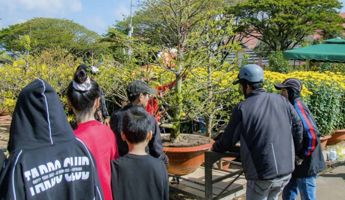 After missing the Lunar New Year season in previous years due to unusually cold weather, favourable conditions this year have allowed yellow apricot blossoms to bloom on schedule to welcome spring.