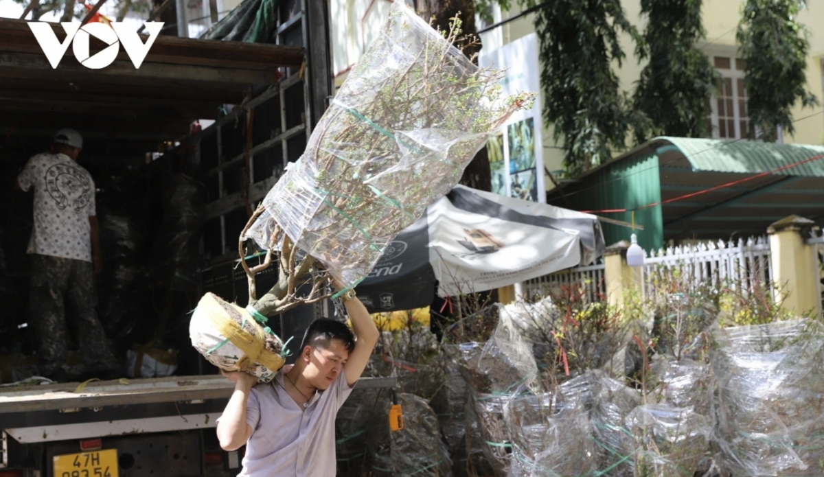 Mai xuan, a variety of yellow apricot blossom favoured by residents of Dak Lak, symbolises good fortune and prosperity in the new year.