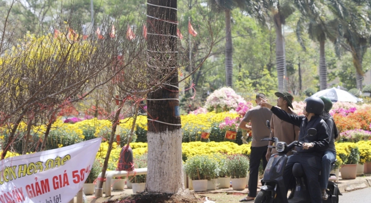 Peach blossoms from northern provinces are transported to Buon Ma Thuot to meet demand among flower enthusiasts.