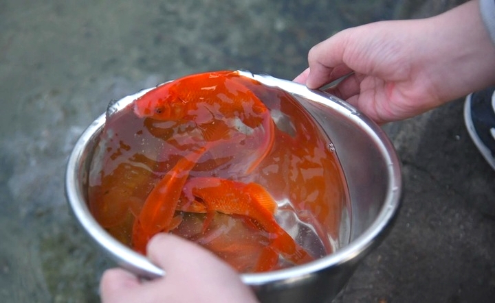 Cá chép là lễ vật không thể thiếu khi tiễn ông Công ông Táo.