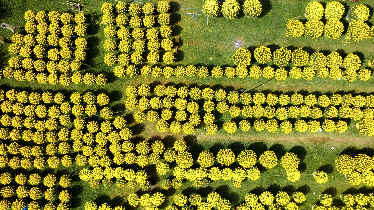 Cúc vàng phục vụ Tết ở Huế