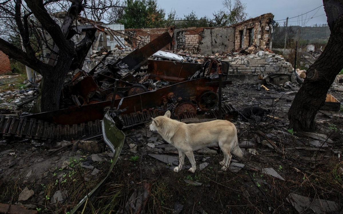 Một chú chó bên xác xe thiết giáp và đống đổ nát tại tỉnh Kharkov, Ukraine. Ảnh: Reuters.