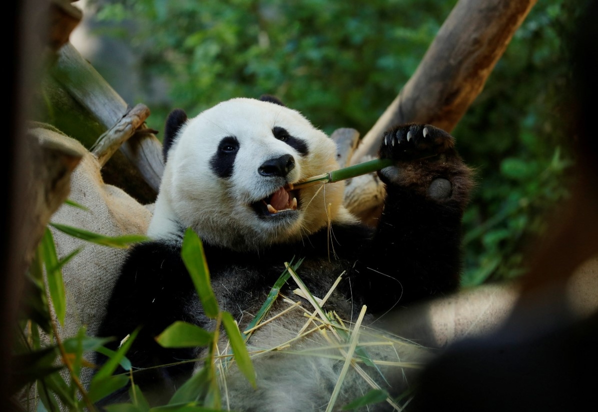 Gấu trúc Trung Quốc. Ảnh: Reuters