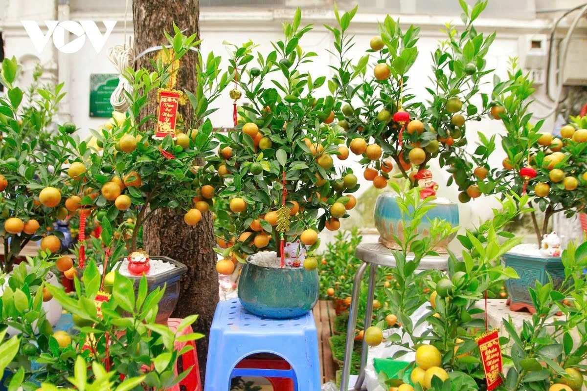 Most of the kumquat trees on sale here, ranging from small to medium sizes, come from Tu Lien and Quang An, with prices for each tree ranging from VND 300,000 to VND 1 million.