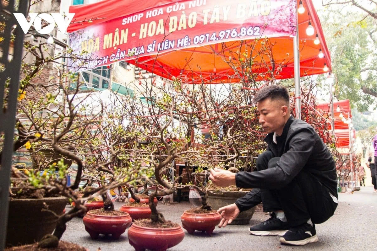 According Quang Phuong, a vendor with six years’ experience at the market, while the market retains its traditional character, the Tet 2026 season also reflects changes to meet modern tastes. Compact, moderately priced ornamental plants are becoming more prominent, with small peach bonsai and tabletop apricot trees gaining popularity. Apricot pots typically sell for around VND 400,000–500,000. Although trading has yet to peak, large crowds are visiting the market, with demand expected to rise toward the weekend.