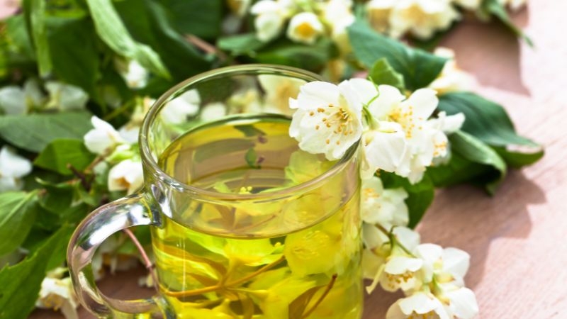 Trà hoa nhài là thức uống thanh nhã, có lợi cho sức khỏe nếu dùng đúng cách và đúng liều lượng