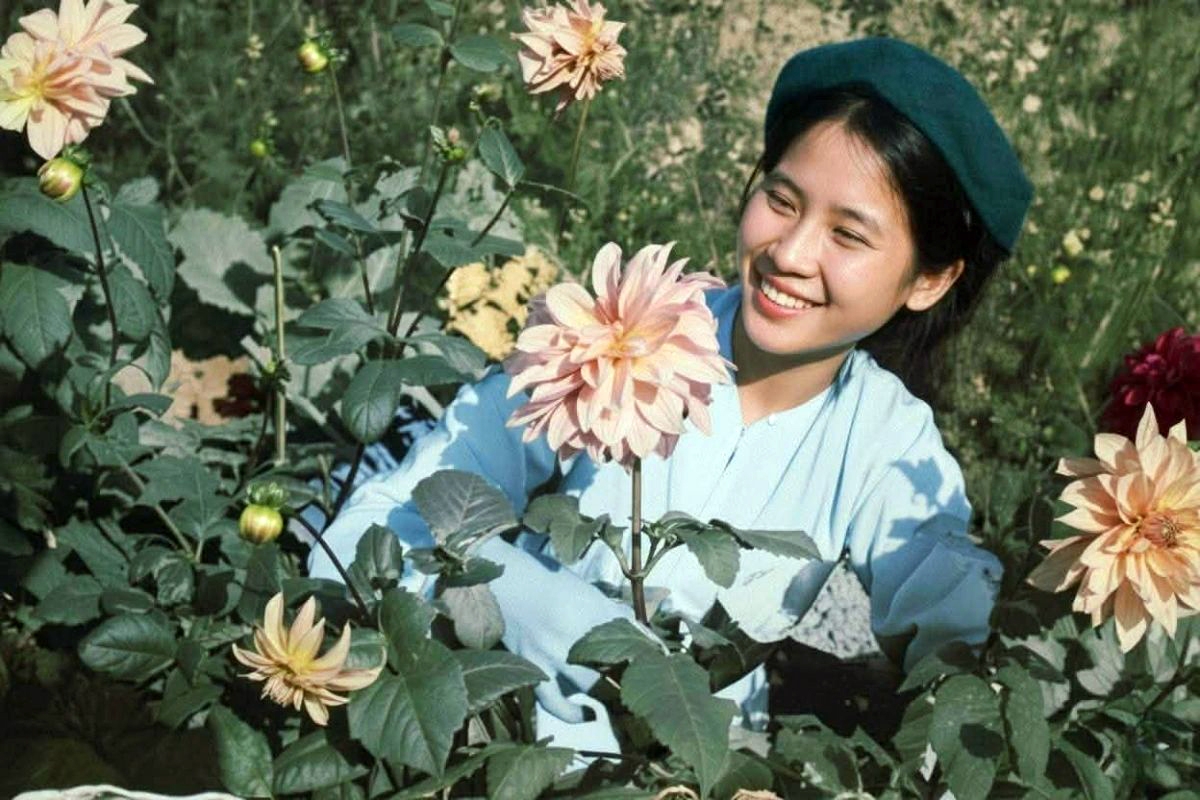 In the past, Ngoc Ha was renowned as one of Hanoi’s traditional flower villages, supplying a wide variety of blooms to residents of the capital, particularly during major festivals and the Lunar New Year