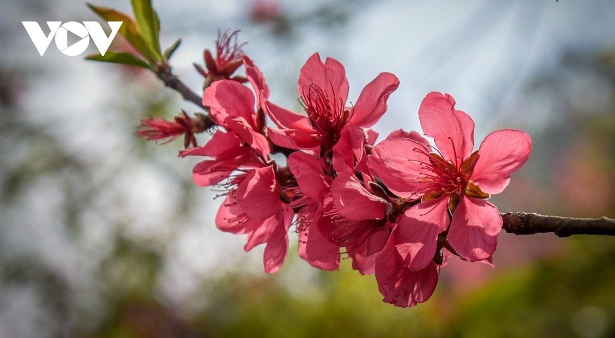 Hoa đào xứ Lạng. Ảnh: Duy Thái