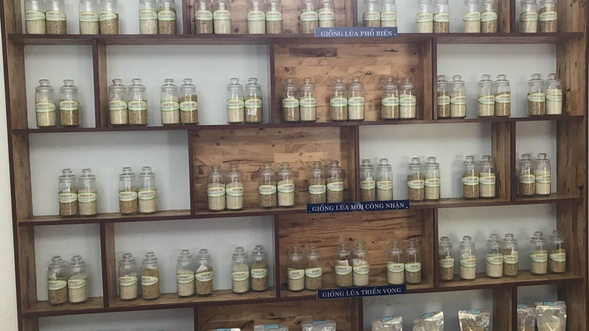 Một số giống lúa tại Viện lúa ĐBSCL