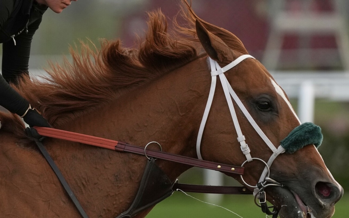Một chú ngựa đua ở Mỹ. Ảnh: AP.