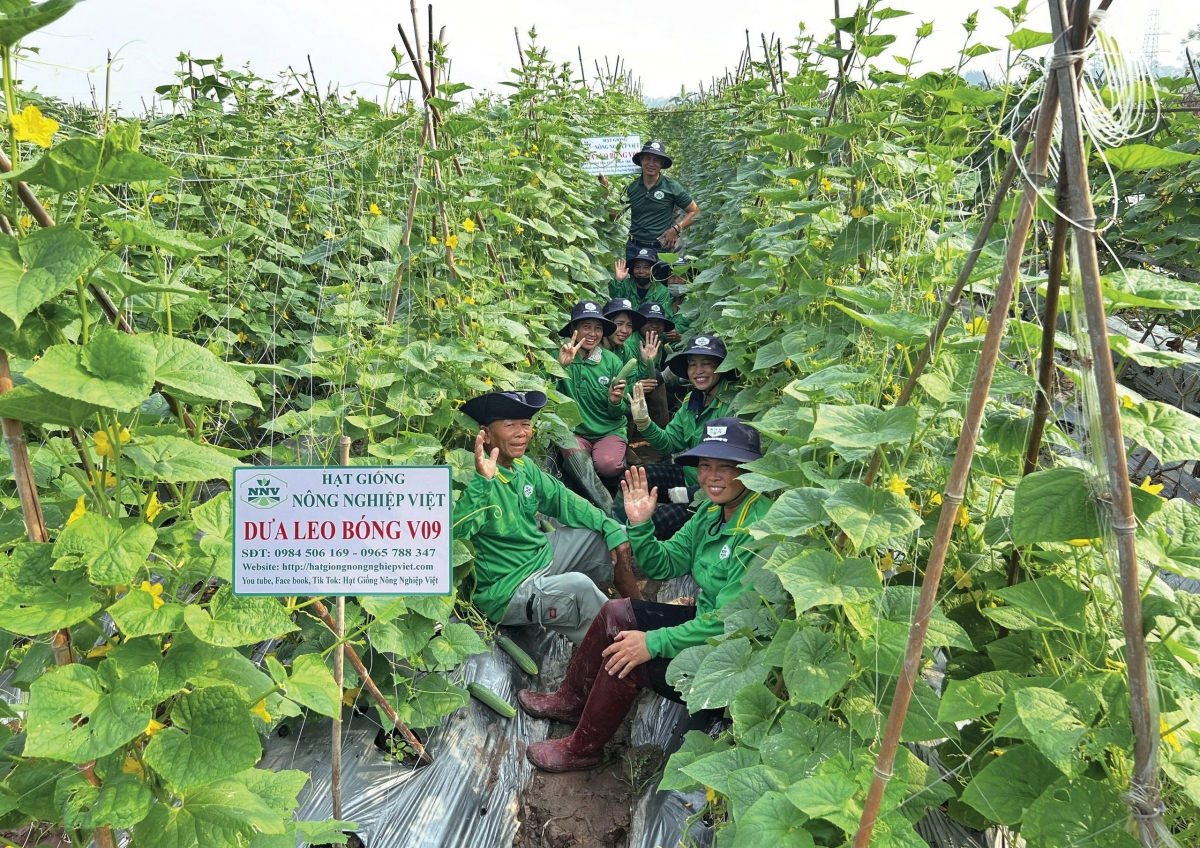 Nhiều diện tích rau màu của nông dân địa phương vẫn phát triển tốt, cho năng suất cao