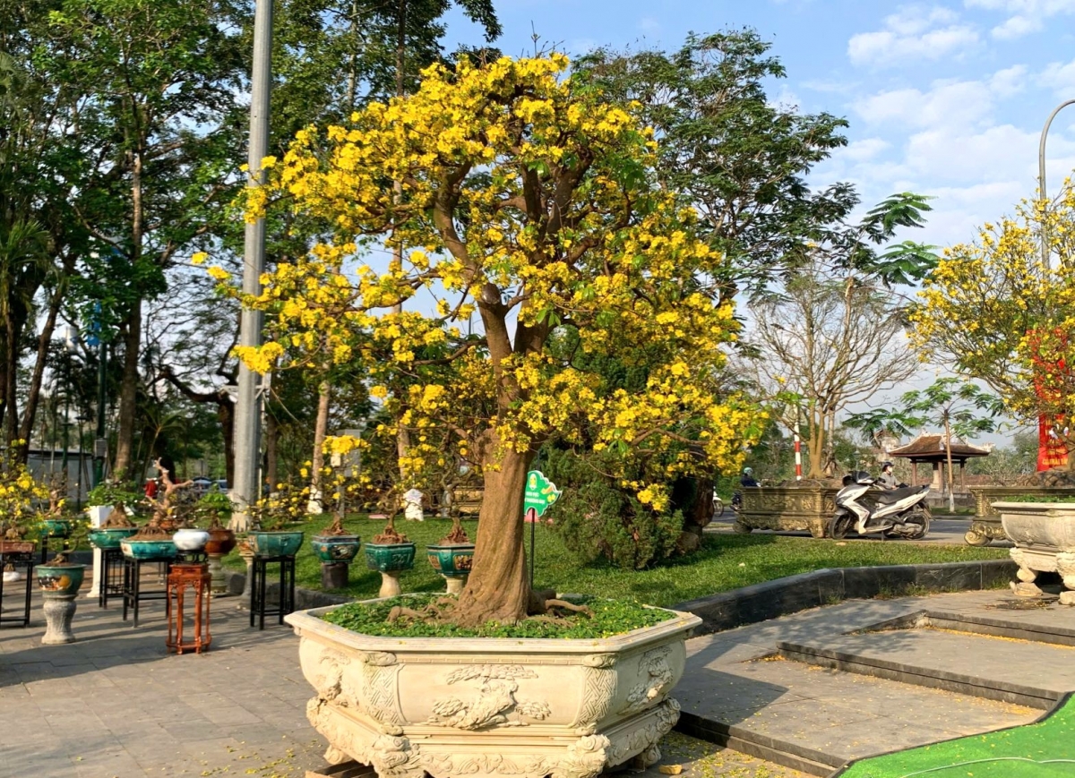 Những chậu Hoàng Mai cổ tại Ngày hội