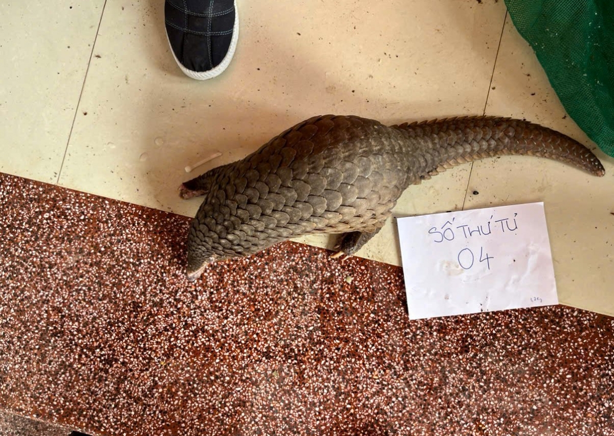 Cá thể tê tê được phát hiện tại nhà đối tượng