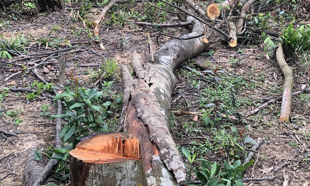 Hiện trạng khu vực rừng bị chặt phá.
