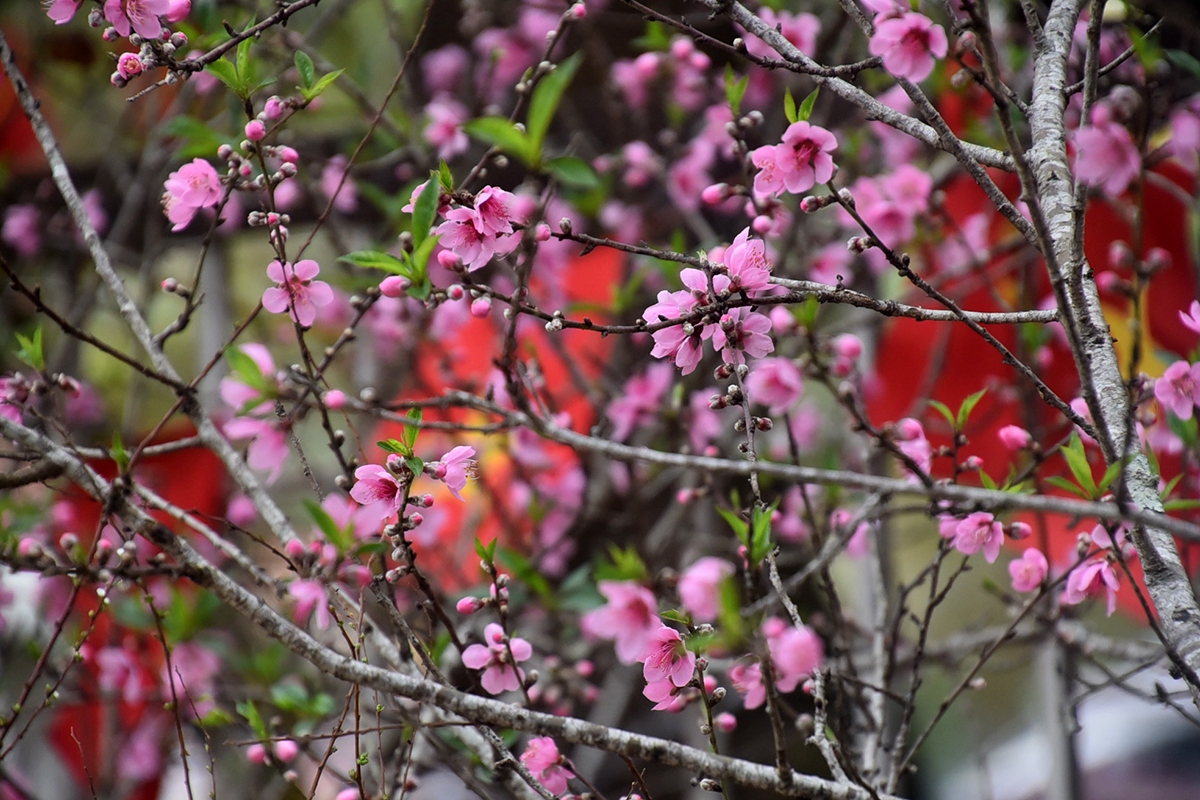 Đào rừng bừng nở khoe sắc.