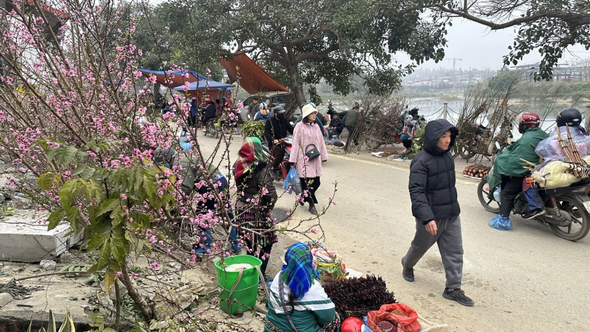 Những cành đào rừng Bắc Hà bà con mang xuống chợ báo hiệu mùa xuân về vùng cao.