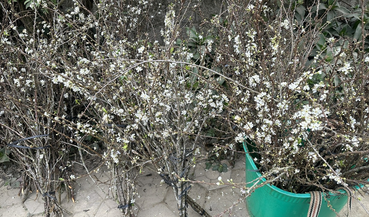 Hoa mận trắng tinh khôi phủ kín khu bán hoa cây cảnh.