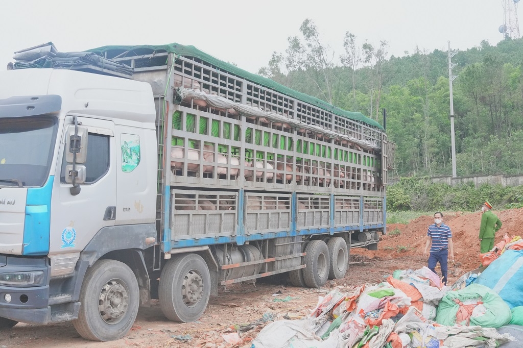 Tang vật xe ô tô chở hơn 15 tấn lợn nhiễm dịch tả lợn châu Phi bị lực lượng chức năng phát hiện. (Ảnh: Công an Nghệ An).